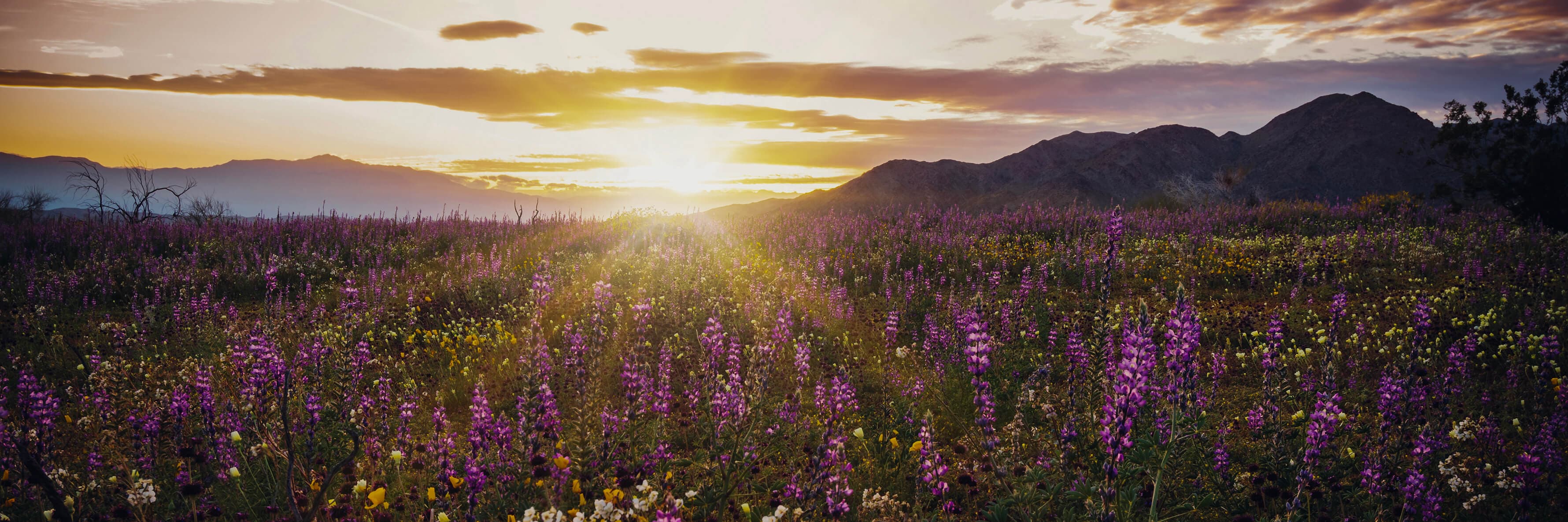 Joshua Tree National Park, California Wildflower Super Bloom.